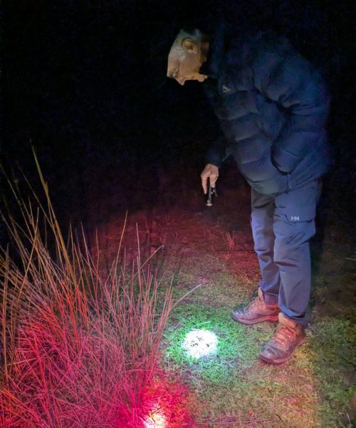 Trust Director Hugh Stewart observing Sothern Brush-Tailed Rock Wallaby scat on the evening tour of Odonata's impressive Mt Rothwell Safe Haven Sanctuary.